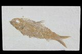 Knightia Fossil Fish - Wyoming #79889-1